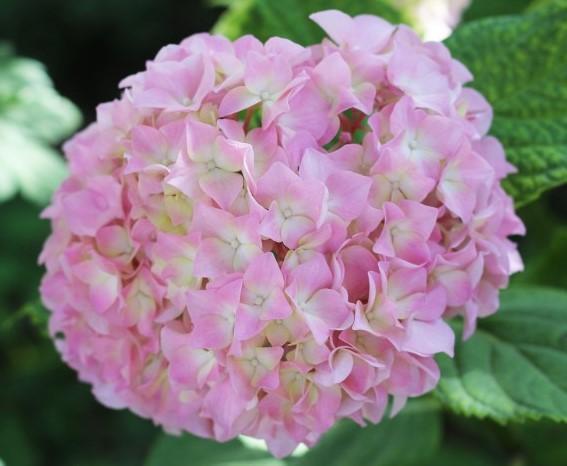 Rainy Season ~hydrangea~